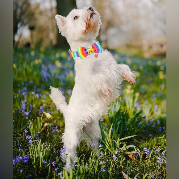 DOGWONG Rainbow Cotton Dog Collar and Bow Rainbow Pride Dog Collar large - Picture 5 of 8